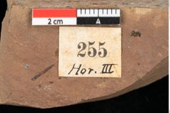 Foto (Detailansicht) von Pinus praepumilio Ettingshausen (NHMW-GEO-2024-0188-0255)